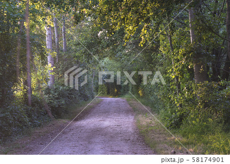 Rural road on the sunny summer day 58174901