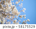 桜 58175529