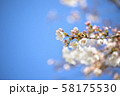 桜 58175530