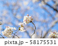 桜 58175531