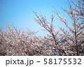 桜 58175532