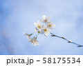 桜 58175534