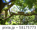 リス 58175773