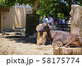 ヤギ 58175774