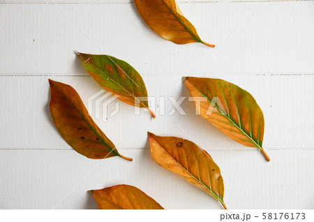 Autumn flat lay with leaves Autumn flat lay with leaves 58176173