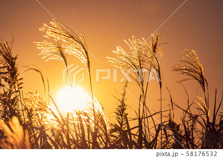 夕日と芒 秋 夕日と芒 秋 58176532