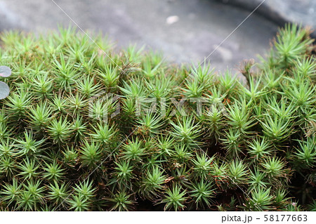 スギゴケ 58177663