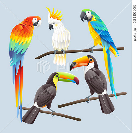 Scarlet Macaw Blue Macaw White Cockatoo And Twoのイラスト素材