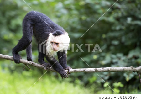 Monkey in the wild Monkey in the wild 58180997