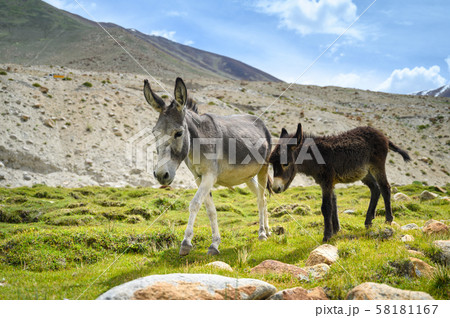 Wildlife donkeys in Himalaya 58181167