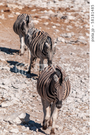 Zebras in Etosha National Park. 58181485
