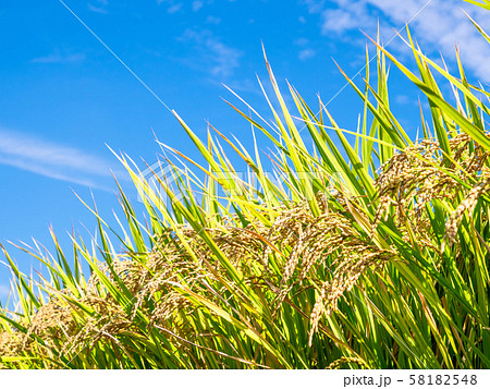 黄金色に実った稲 58182548