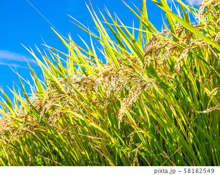 黄金色に実った稲 58182549