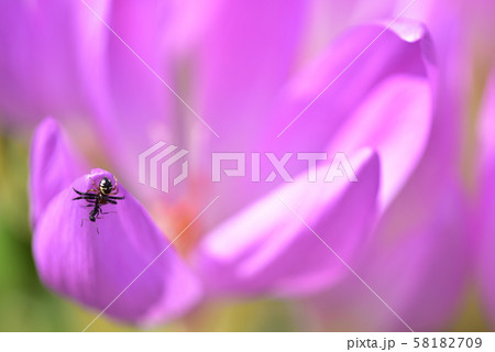 イヌサフランの花の上で蟻を捕まえたクモ イヌサフランの花の上で蟻を捕まえたクモ 58182709