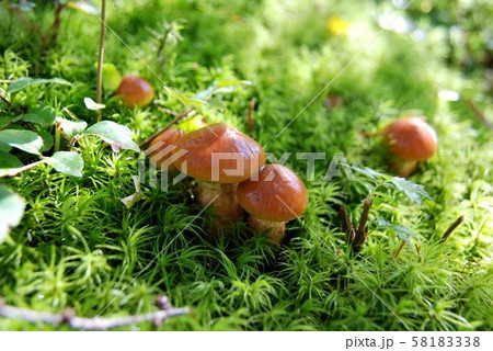 【初秋のきのこ】　ハナイグチ 58183338