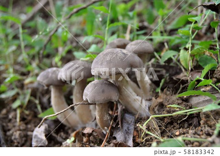【初夏と秋のきのこ】　ハタケシメジ 58183342