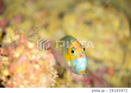 トサヤッコの若魚 58183972