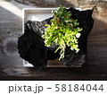 炭盆　イワヒバ　炭の器の盆栽 58184044