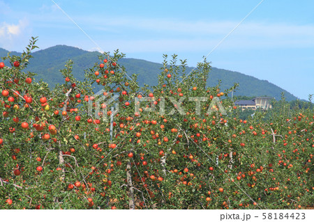 秋のリンゴ畑 秋のリンゴ畑 58184423