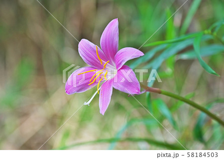 ピンクのサフランモドキの花の写真素材