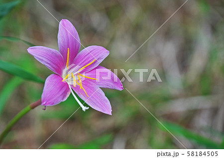 ピンクのサフランモドキの花の写真素材