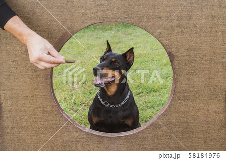 Teaching pet to discipline and obedience Teaching pet to discipline and obedience 58184976