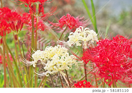 小川の岸に咲くヒガンバナの花 58185110