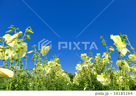 鼻高展望花の丘　ハナオクラ 58185264