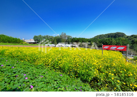 鼻高展望花の丘 コスモスの迷路 鼻高展望花の丘 コスモスの迷路 58185316