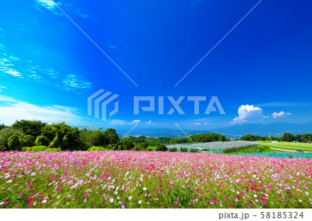鼻高展望花の丘　コスモス畑 58185324