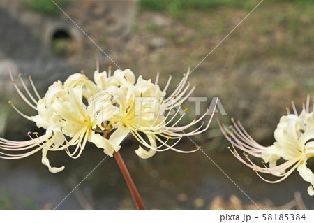 小川の岸に咲くヒガンバナの花 小川の岸に咲くヒガンバナの花 58185384