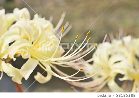 小川の岸に咲くヒガンバナの花 小川の岸に咲くヒガンバナの花 58185388