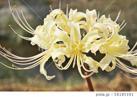 小川の岸に咲くヒガンバナの花 小川の岸に咲くヒガンバナの花 58185391