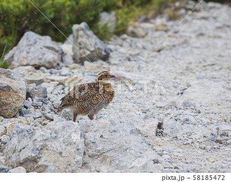 ライチョウの雛 ライチョウの雛 58185472