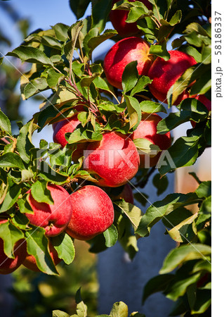 picture of a Ripe Apples in Orchard ready for picture of a Ripe Apples in Orchard ready for 58186337