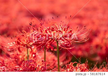 秋の九品寺付近に咲く彼岸花 秋の九品寺付近に咲く彼岸花 58187614