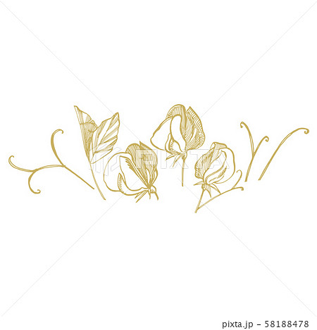 Sweet pea flowers drawing and sketch with line-art on white backgrounds. Floral pattern with flowers 58188478