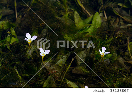 ミズオオバコの花 58188867