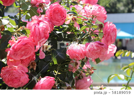 Red Roses in the Garden of the Rosary Red Roses in the Garden of the Rosary 58189059