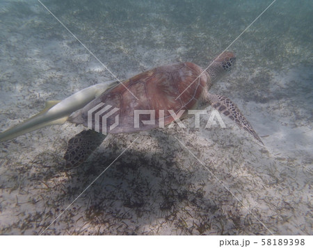 ウミガメ　ニューカレドニア  アメデ灯台島にて 58189398