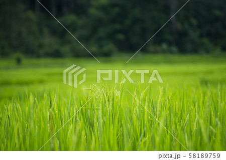 Green rice fields  rice in the morning 58189759