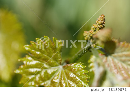 young shoots of grape macro shot young shoots of grape macro shot 58189871
