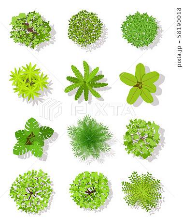 Top view tree. Landscape plan trees with leaves and bushes. Garden planting vector isolated design Top view tree. Landscape plan trees with leaves and bushes. Garden planting vector isolated design 58190018
