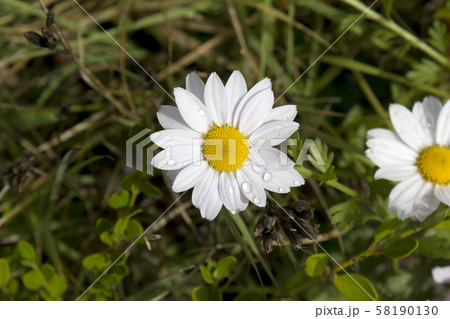 花 白 白色 58190130