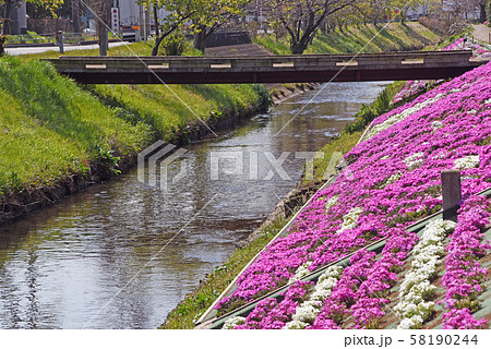渋田川沿いの芝桜 58190244