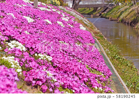 渋田川沿いの芝桜 58190245