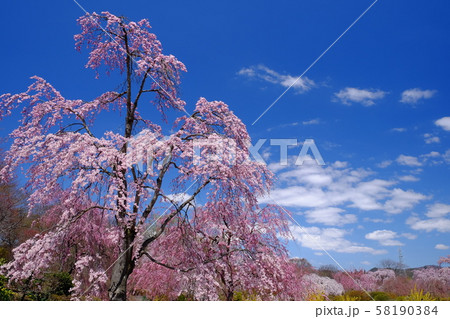 緑水苑の桜 緑水苑の桜 58190384