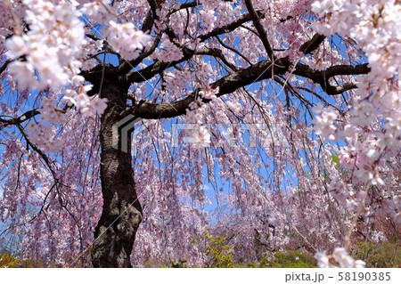 枝垂れ桜 58190385
