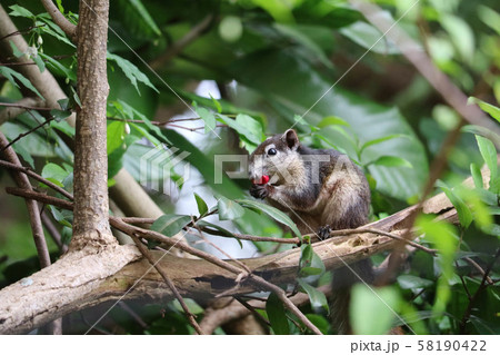 A squirrel eating red fruit on a branch in the A squirrel eating red fruit on a branch in the 58190422