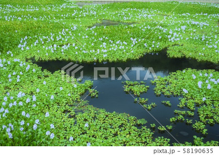 ホテイアオイ 58190635